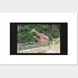 Mama and baby giraffes Posters and Art